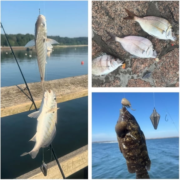 USA-Designed Bottom Fishing Rig Kit Hand-Tied Hooks Made in USA Saltwater & Freshwater with Japanese Hooks, PE Line & Weights Catfish, Flounder, Cod, Walleye, Porgy, Sea Bass, Striper, Redfish