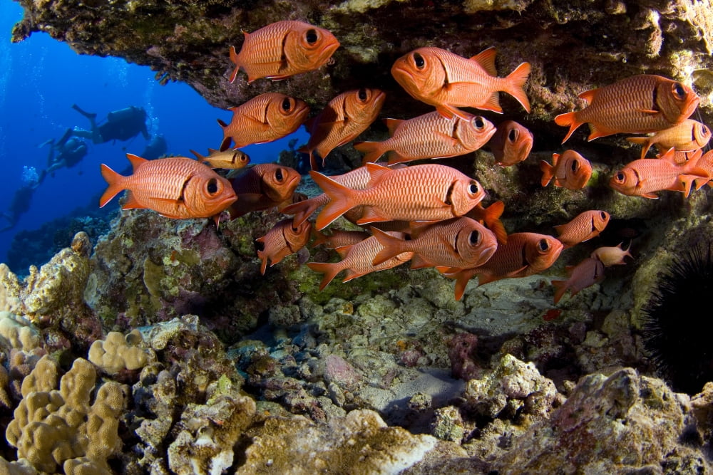 USA Divers and school of Shoulderbar Soldierfish (Myripristis Kuntee) Hawaii Canvas Art - Dave Fleetham Design Pics (17 x 11)