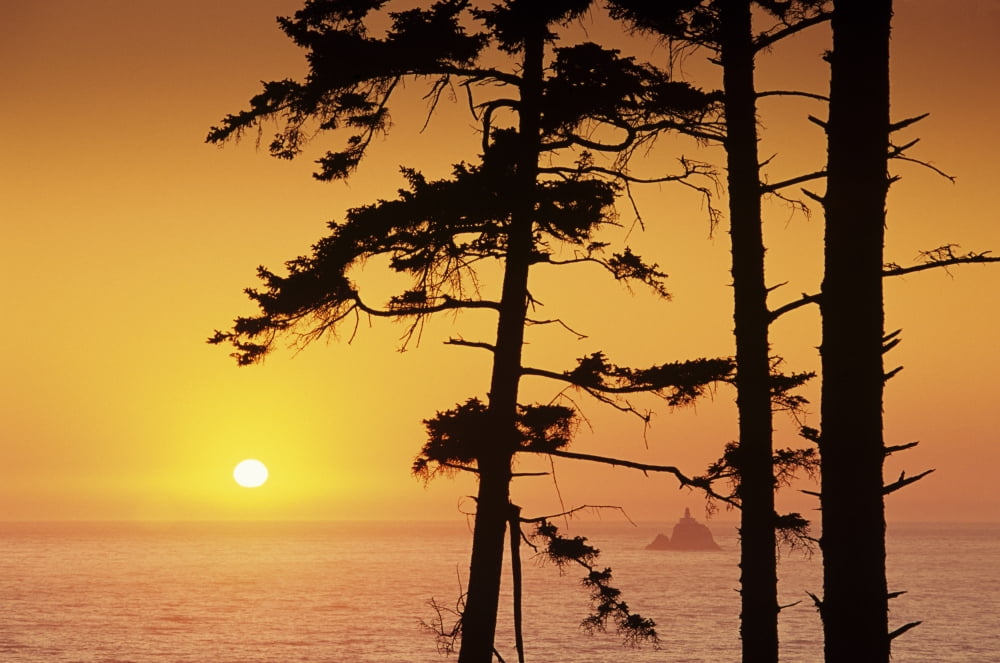 USA Ecola State Park Oregon Tillamook Rock Lighthouse In Distance Sunset Over Ocean Framed By Spruce Trees Canvas Art - Greg Vaughn Design Pics (17 x 11)
