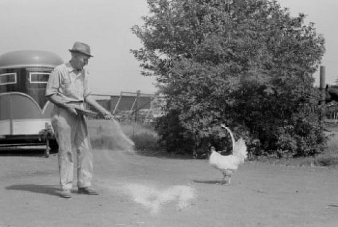 USA Farmer feeding chickens Canvas Art - (24 x 36)