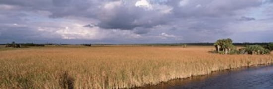 USA Florida Big Cypress National Preserve along Tamiami Trail Everglades National Park Canvas Art - Panoramic Images (36 x 12)