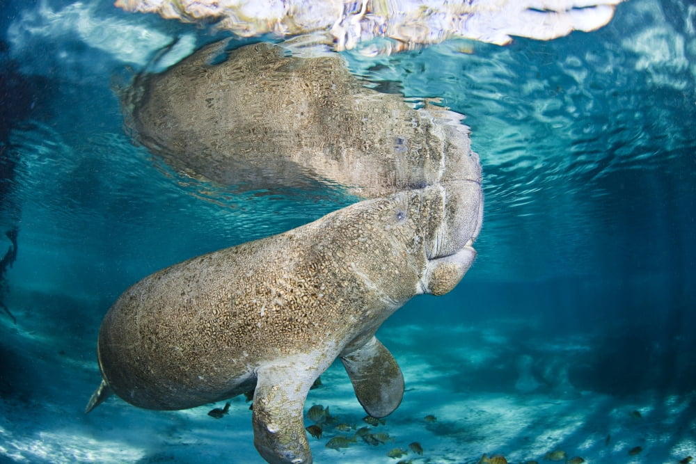 USA Florida Endangered Manatee (Trichechus Manatus Latirostris) Crystal River Canvas Art - Dave Fleetham Design Pics (36 x 24)