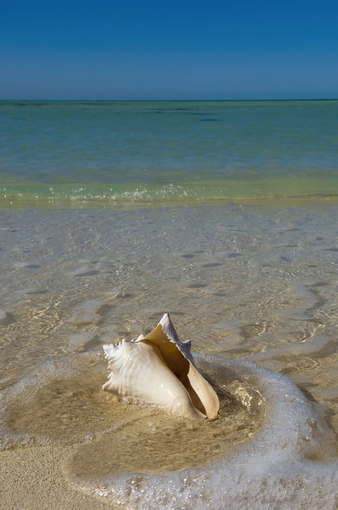 USA Florida Florida Keys Conch shell on sandy beach Key West Canvas Art - Chris Parker Design Pics (12 x 19)