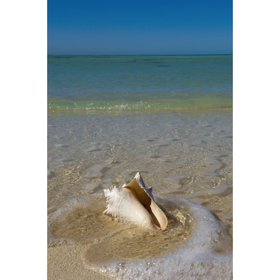 USA Florida Florida Keys Conch shell on sandy beach; Key West Poster Print