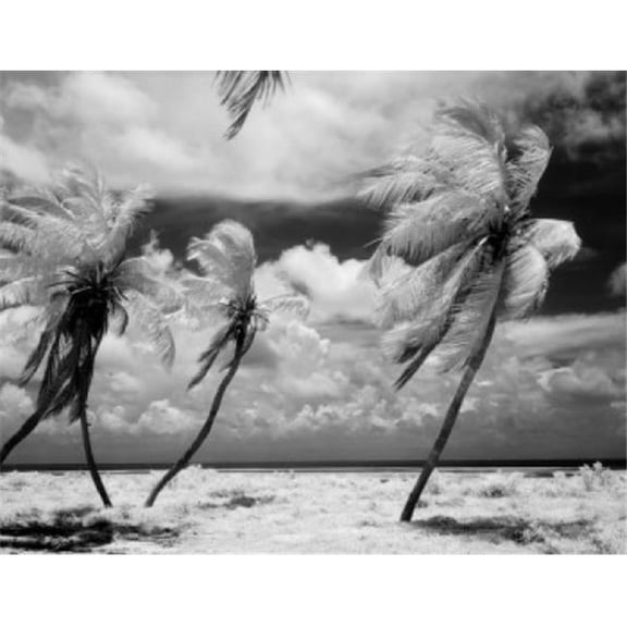 USA Florida Florida Keys Infrared Photograph of Palm Tree Poster Print - 18 x 24 in.