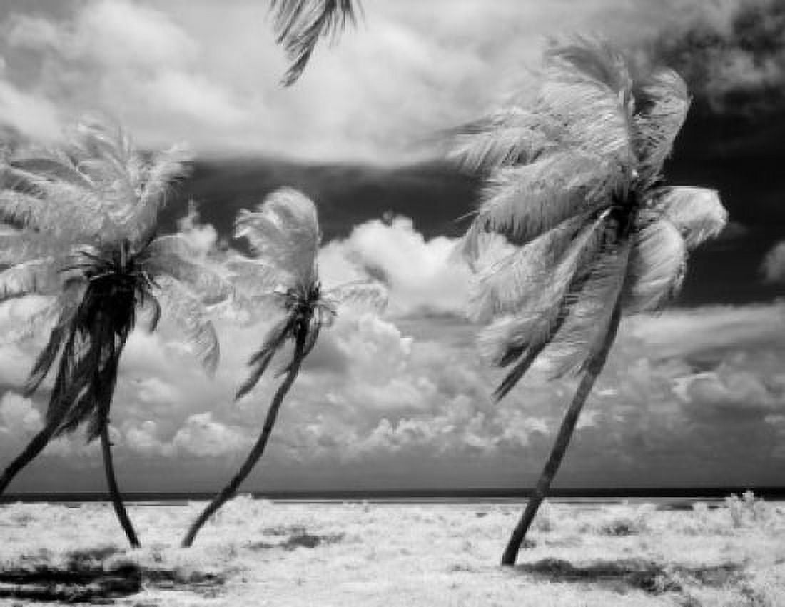 USA Florida Florida Keys infrared photograph of palm tree Canvas Art -  (18 x 24)