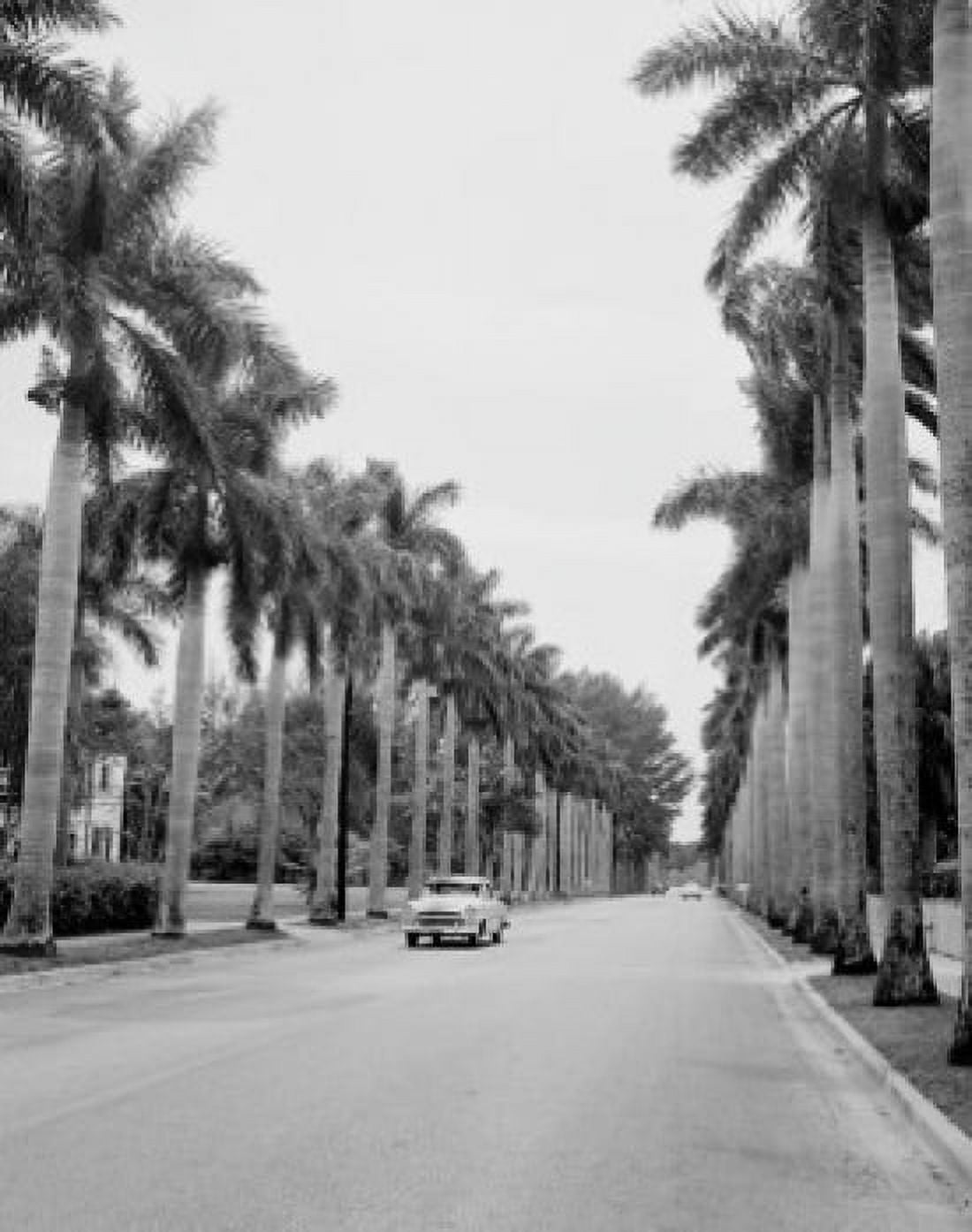 USA Florida Fort Meyers Royal Palms along road Canvas Art - (18 x 24)