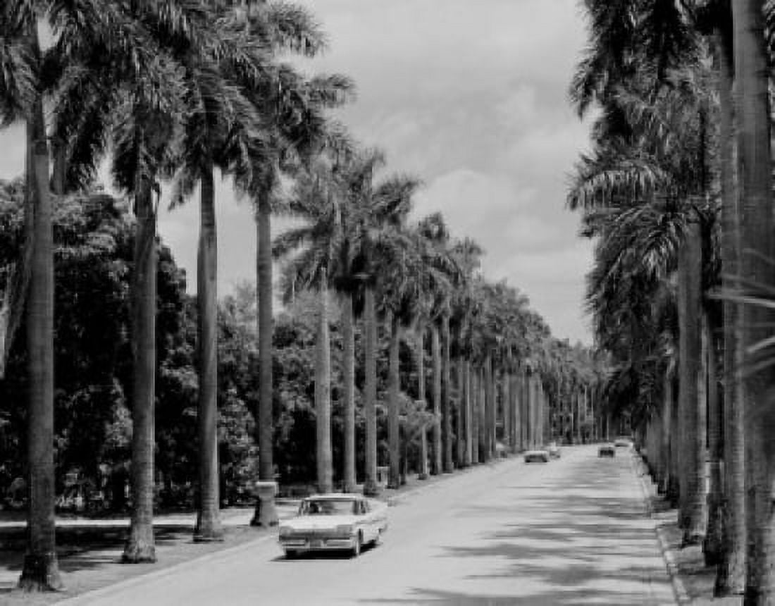 USA Florida Fort Myers McGregor Blvd lined with Royal Palms Canvas Art - (18 x 24)
