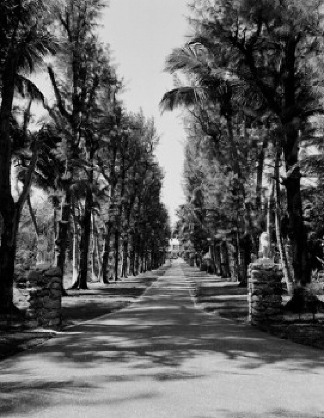 USA Florida Hobe Sound treelined road Canvas Art - (24 x 36)