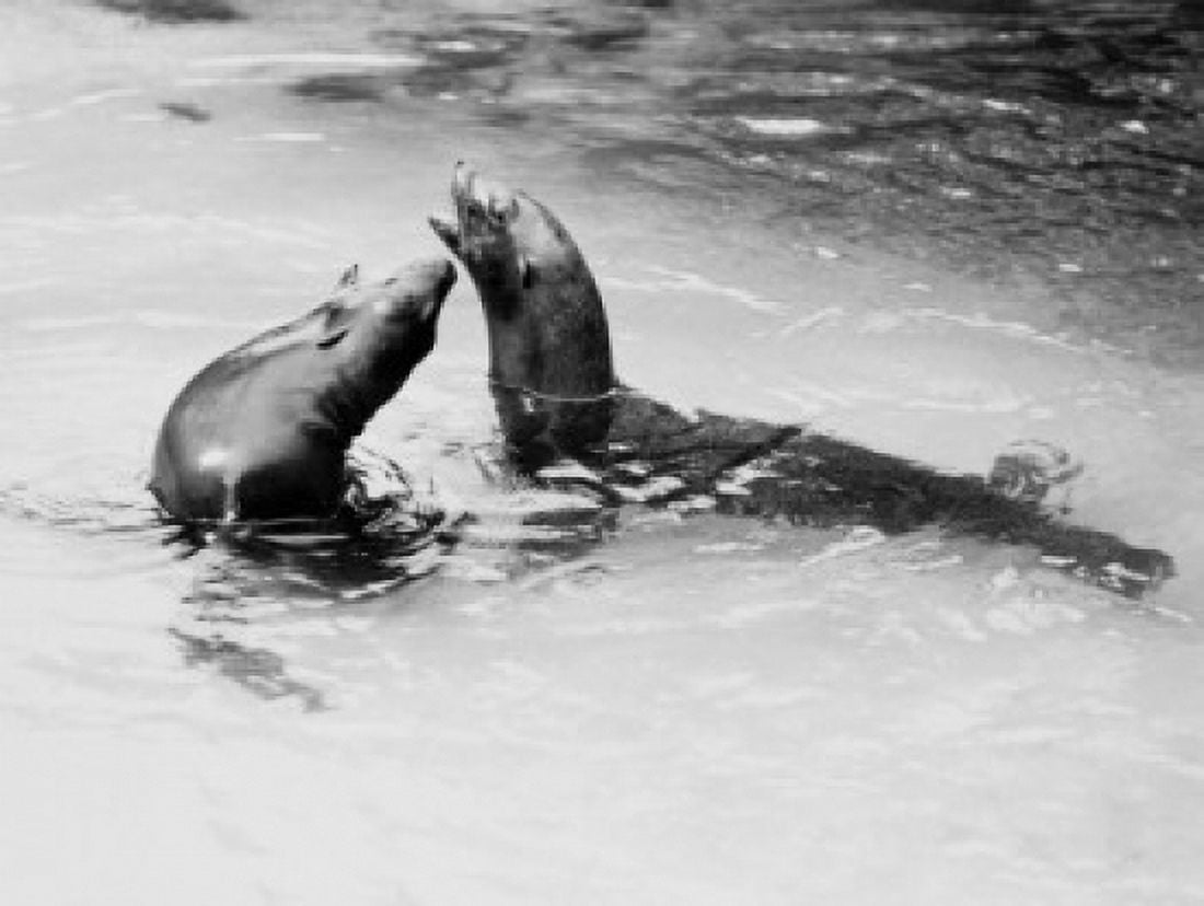 USA Florida Homosassa Springs Sea Lions in pool Canvas Art - (18 x 24)