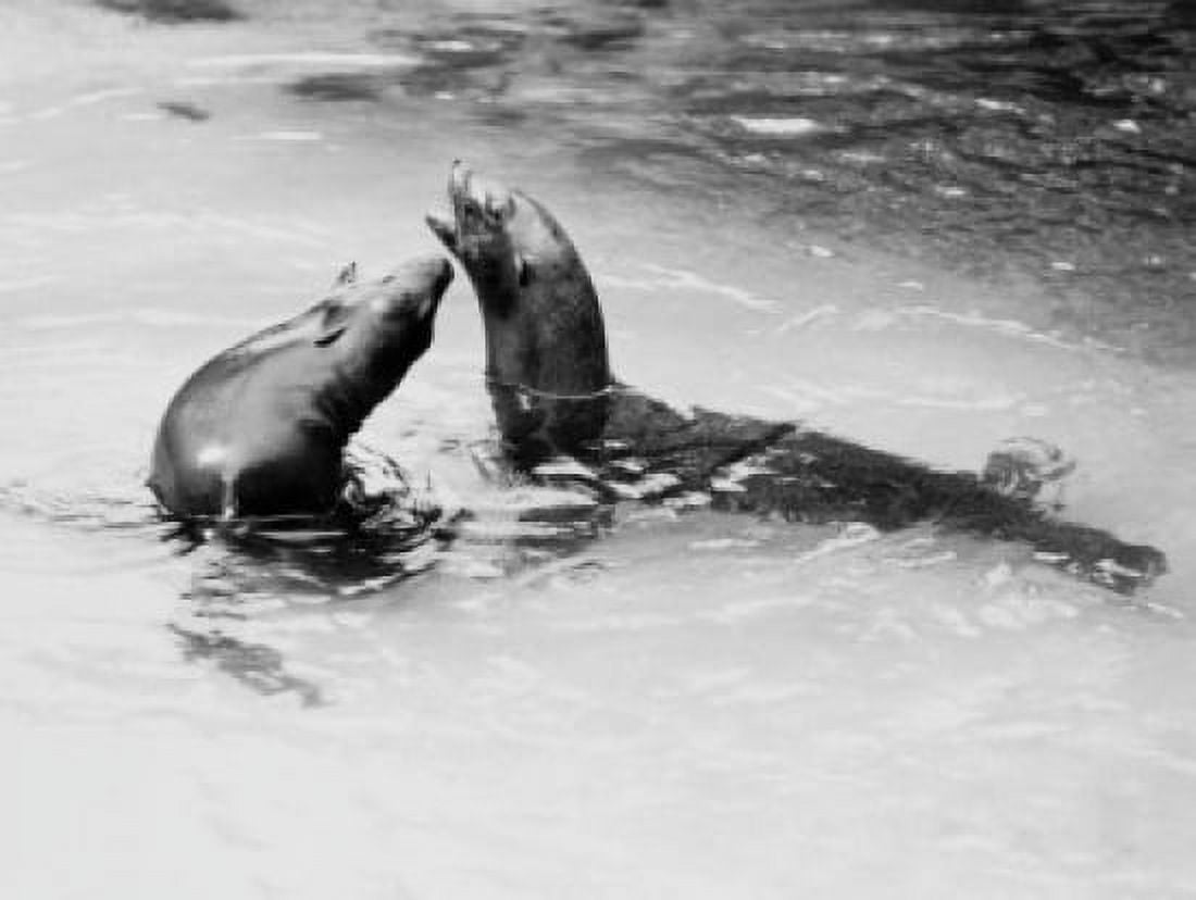 USA Florida Homosassa Springs Sea Lions in pool Canvas Art - (24 x 36)