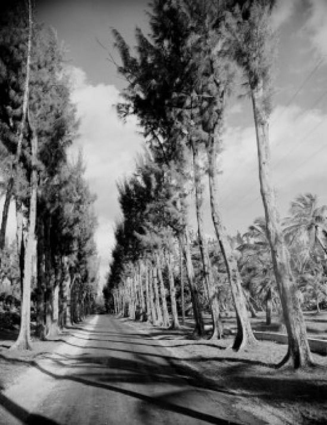 USA Florida Jupiter Island Australian pines on Route A1A Canvas Art - (24 x 36)