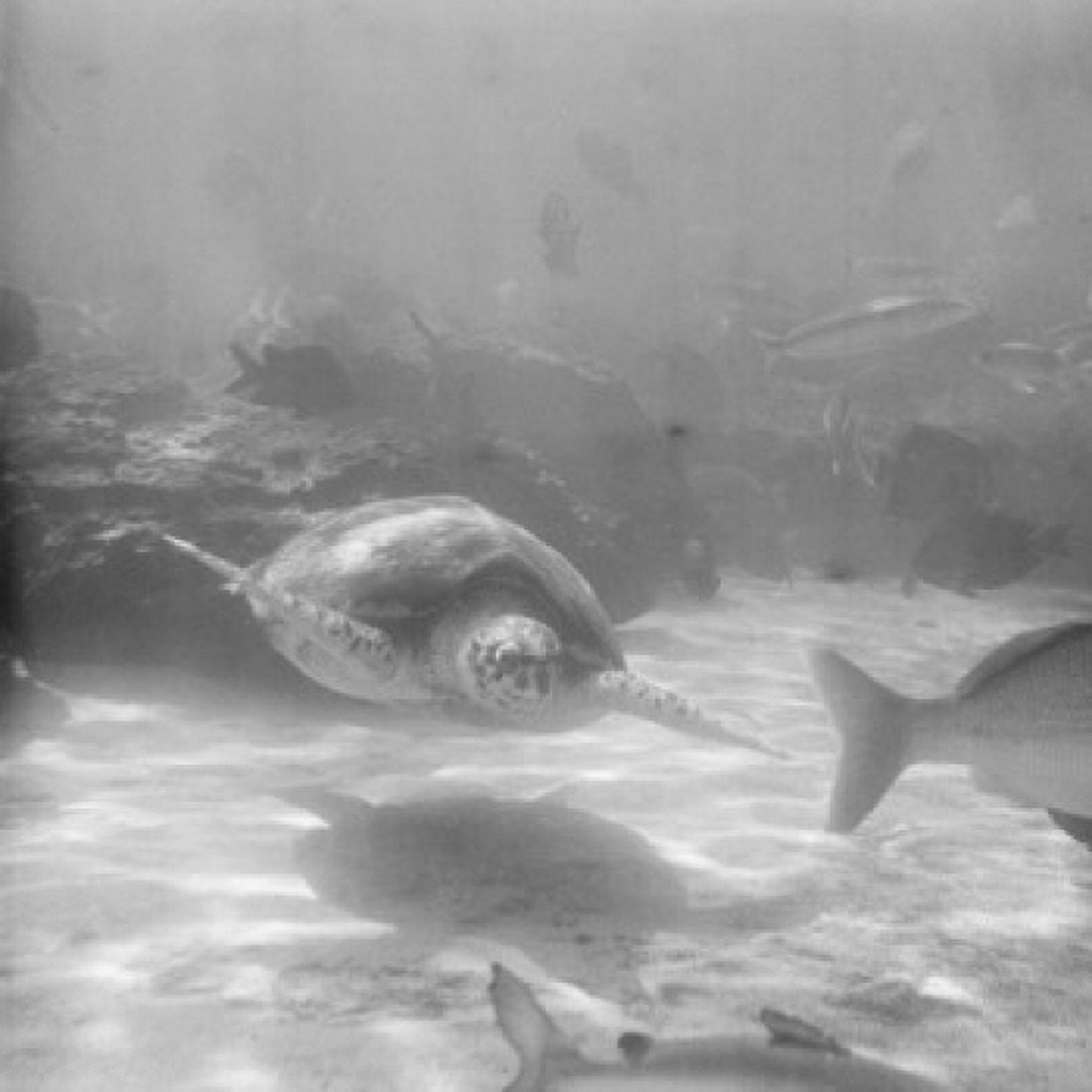 USA Florida Marineland Underwater scene Canvas Art - (24 x 36)