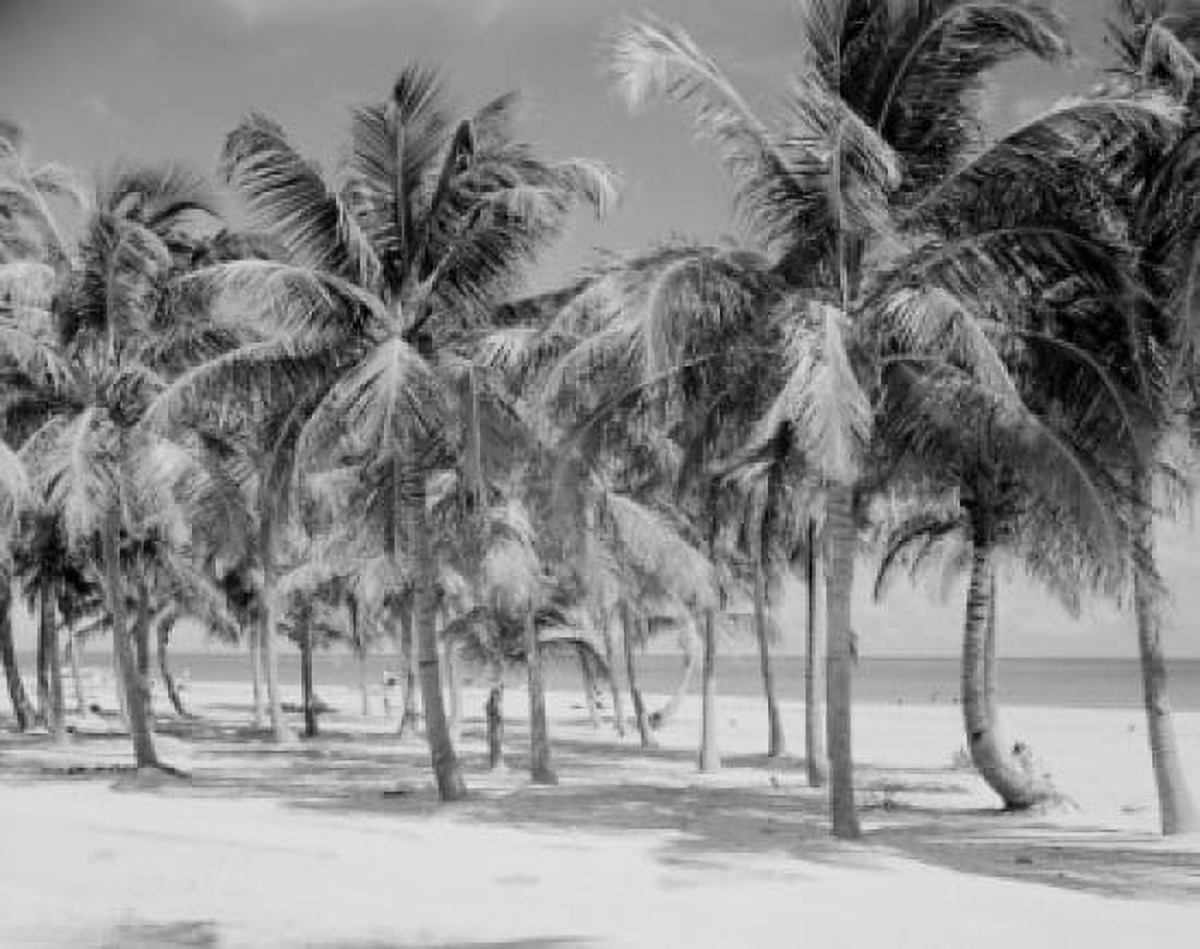 USA Florida Miami Key Biscayne Crandon Park beach with palm trees Canvas Art - (24 x 36)