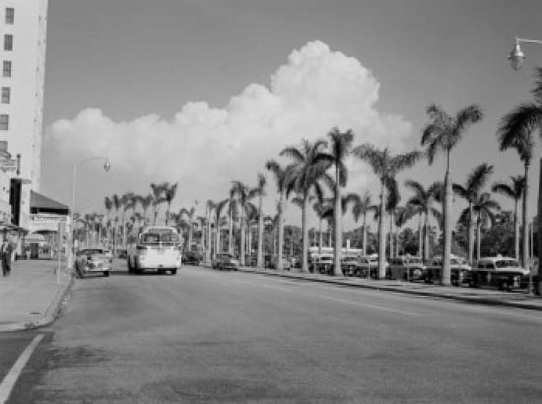 USA Florida Miami Street lined with palm trees Canvas Art - (18 x 24)
