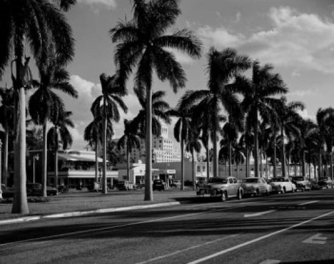 USA Florida Palm Beach Pal trees along street Canvas Art - (18 x 24)
