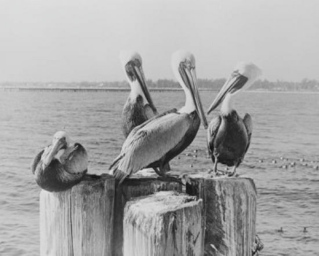 USA Florida Pelicans standing on dock post Canvas Art - (24 x 36)