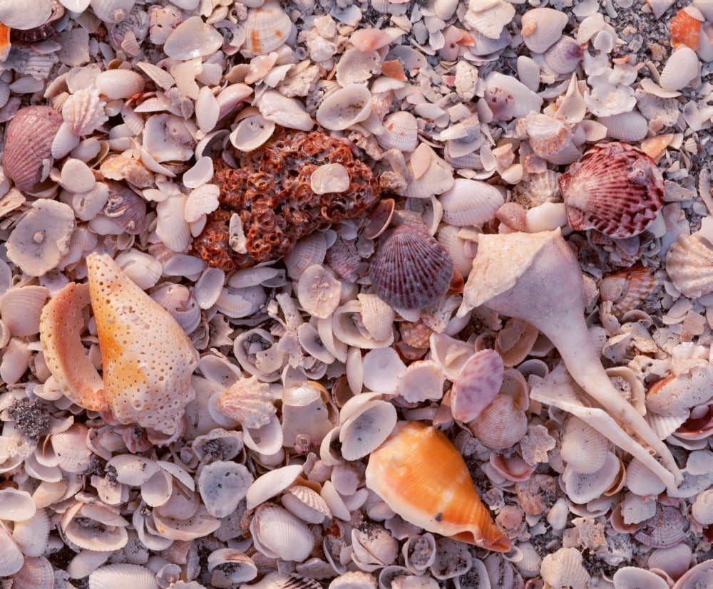 USA Florida Sanibel Island Gulf of Mexico Sea shell on the beach Canvas Art - Panoramic Images (12 x 36)