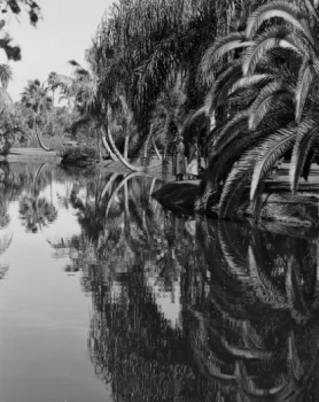 USA Florida Sarasota Jungle Gardens Canvas Art -  (18 x 24)