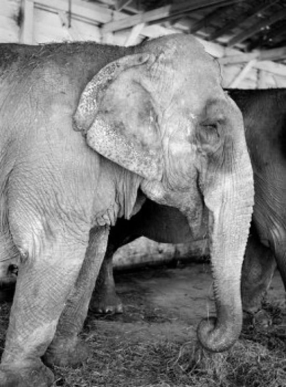 USA Florida Sarasota Jungle Gardens Elephant at winter quarters of Ringling Brothers Canvas Art - (24 x 36)