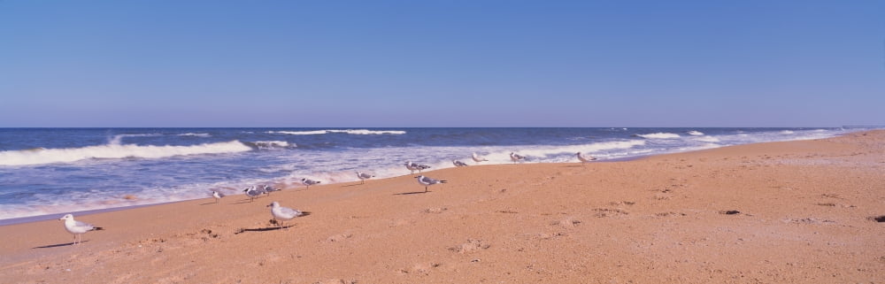 USA Florida Seagulls on the beach Canvas Art - Panoramic Images (36 x 12)
