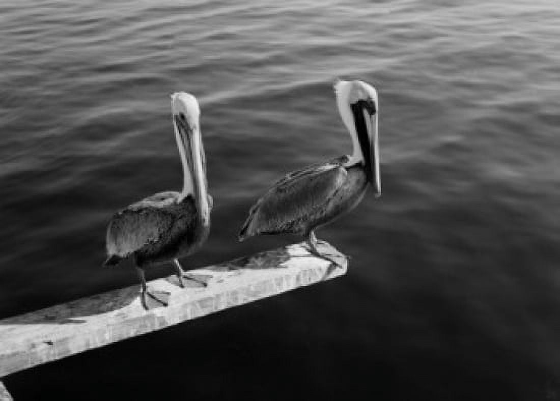 USA Florida St Petersburg pelicans perching on plank Canvas Art - (24 x 36)