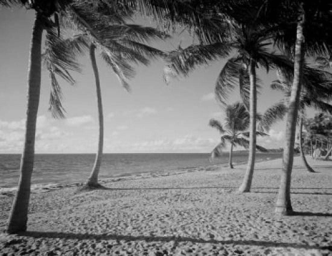 USA Florida beach and palm trees Canvas Art - (18 x 24)