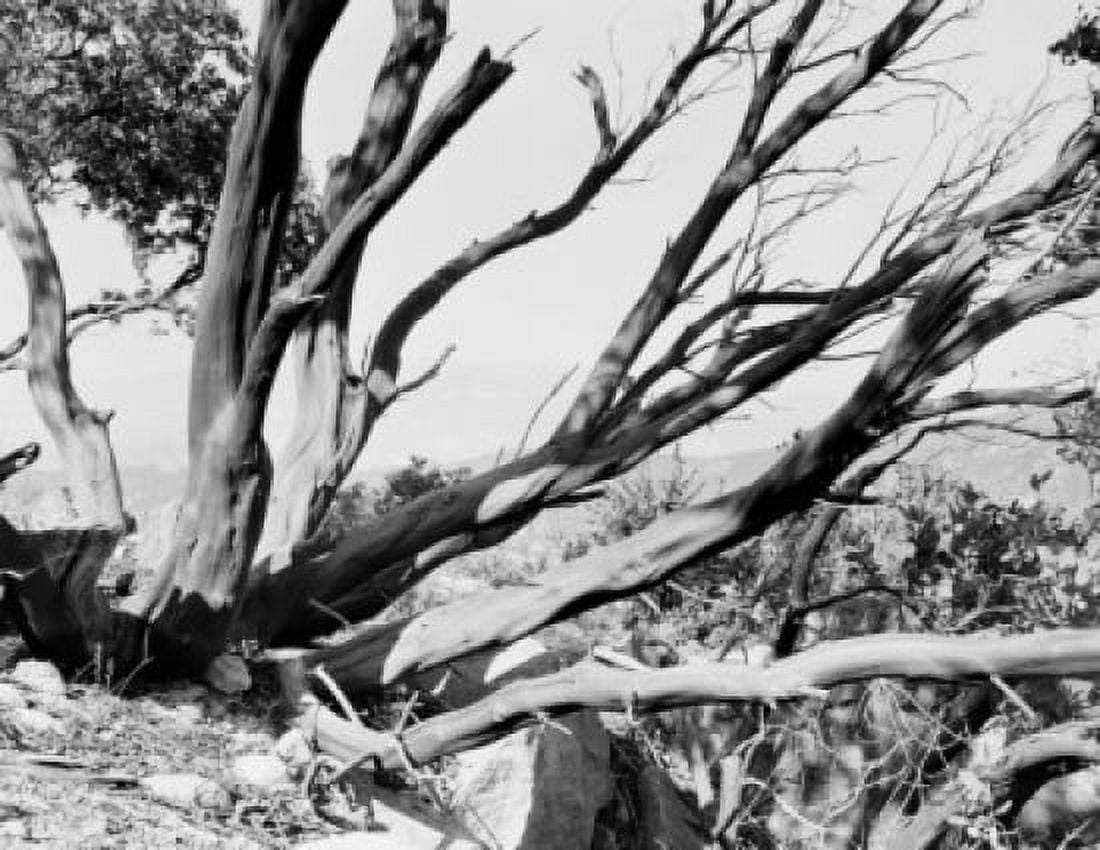 USA Florida dead tree near Vanderberg Air Force Base Canvas Art - (24 x 36)