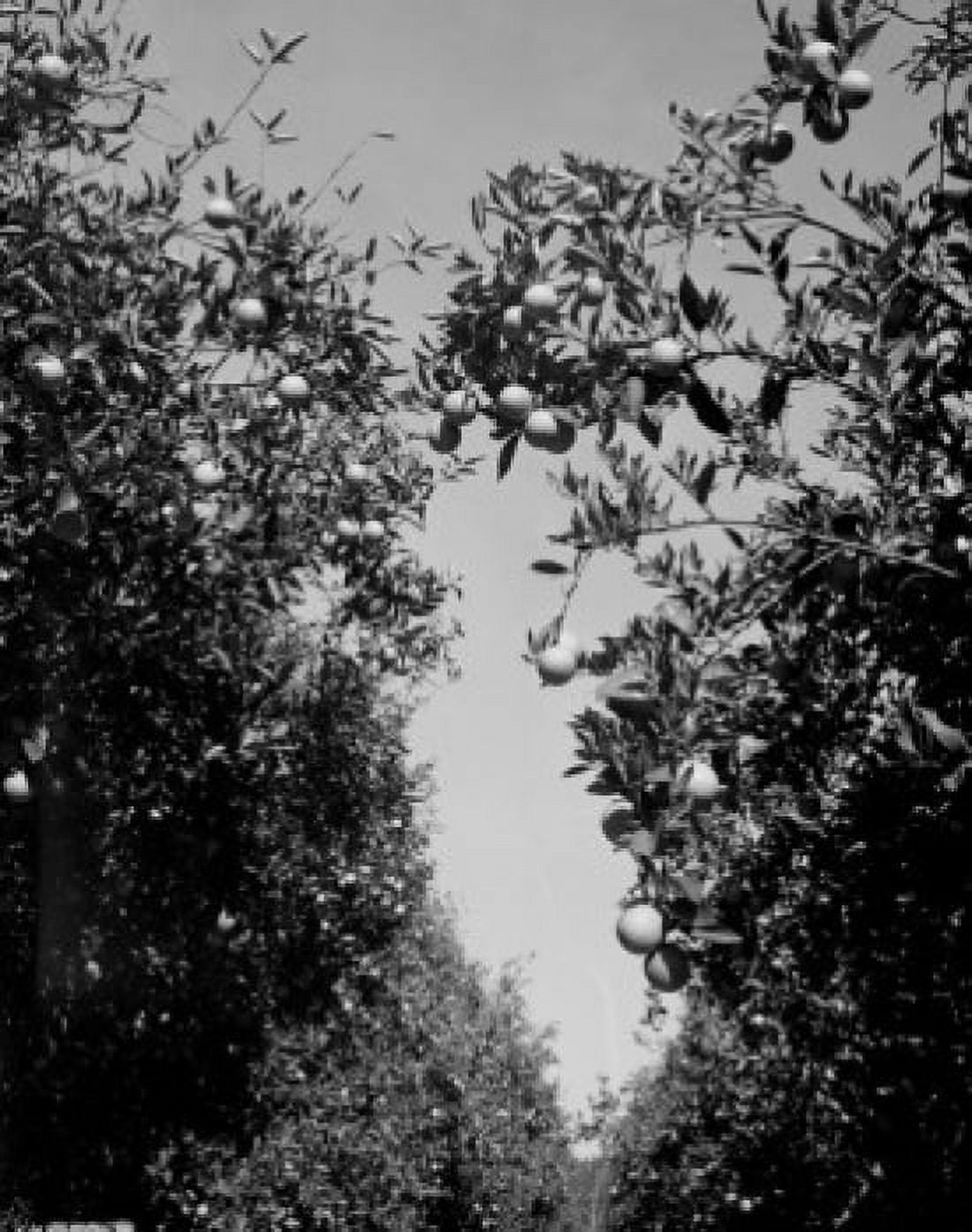 USA Florida orange trees Canvas Art - (24 x 36)