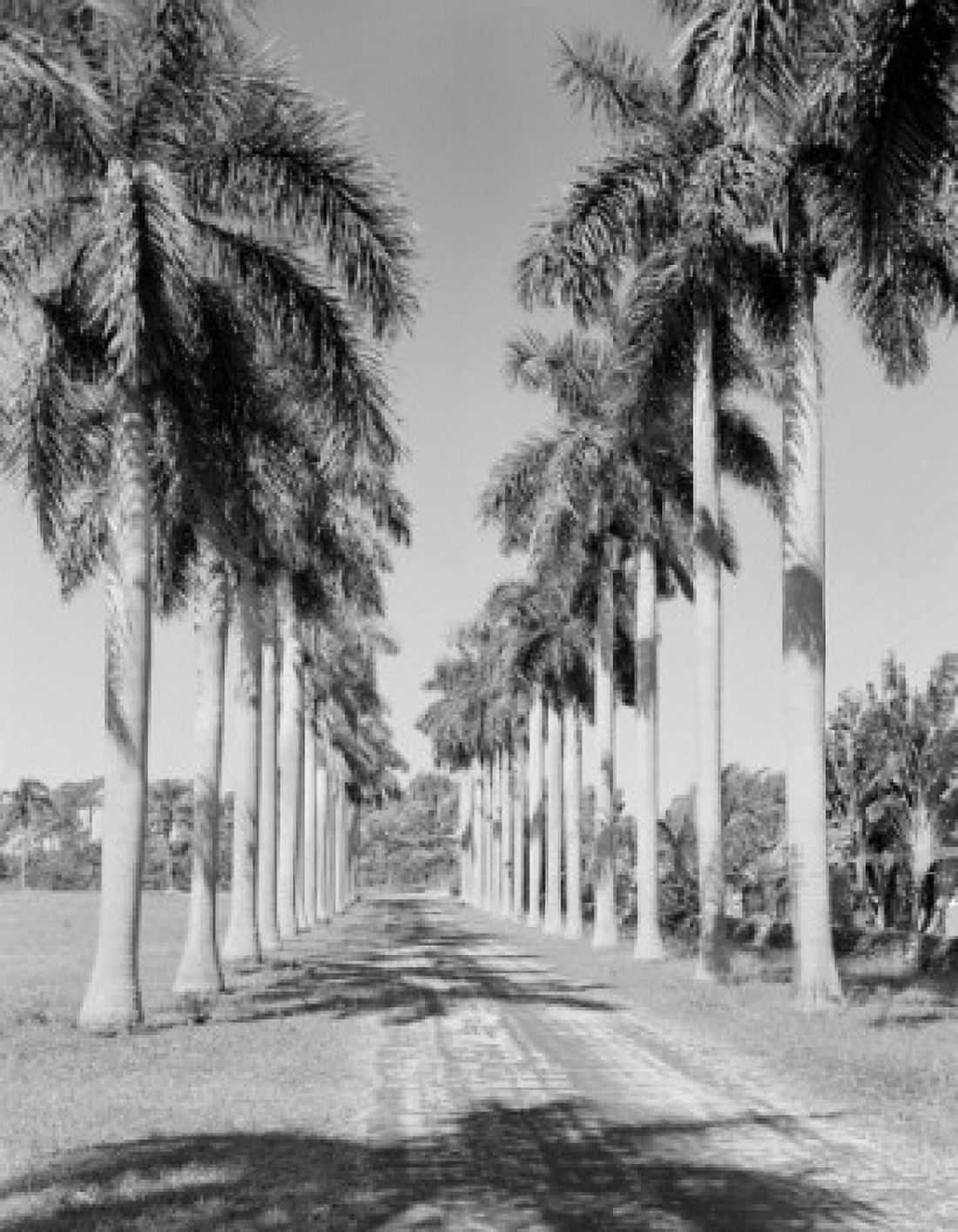 USA Florida road lined with Royal Palm trees Canvas Art - (18 x 24)