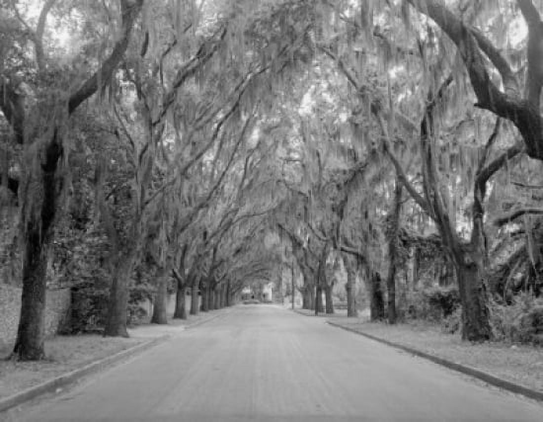 USA Florida road scene oaks overgrown with spanish moss Canvas Art - (18 x 24)
