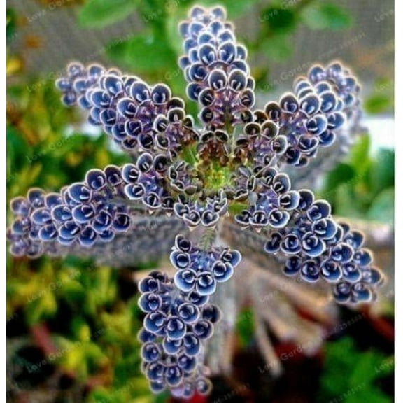 USA Garden Shop Rare Dark Blue Kalanchoe  (25 Count), Succulent Flower  seed 25 Seeds