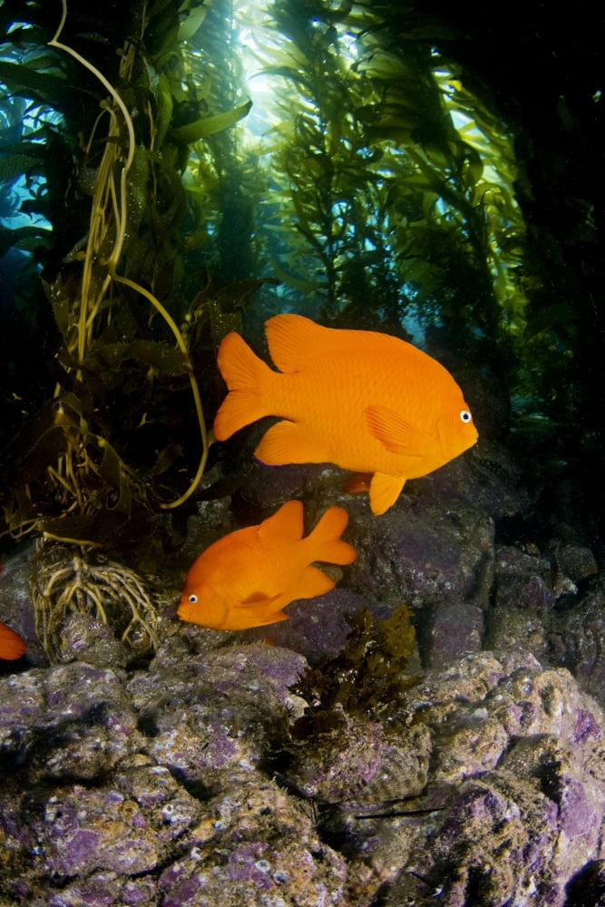USA Garibaldi Fish (Hypsypops Rubicundus) In Kelp Forest (Macrocystis Pyrifera) California Canvas Art - Dave Fleetham Design Pics (11 x 17)