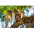 thumbnail image 1 of USA-Georgia-Savannah Barred owl sitting on the limb of oak tree Poster Print - Wells Joanne (36 x 24), 1 of 1