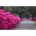 thumbnail image 1 of USA, Georgia, Savannah Bonaventure Cemetery in the spring with azaleas in bloom Poster Print by Joanne Wells (36 x 24) # US11JWL1117, 1 of 1