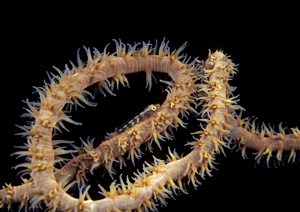 USA Goby (Bryaninops yongei) at night on feeding wire coral (Cirrhipathes anguina) in Pacific ocean Hawaii Canvas Art - Dave Fleetham Design Pics (17 x 12)