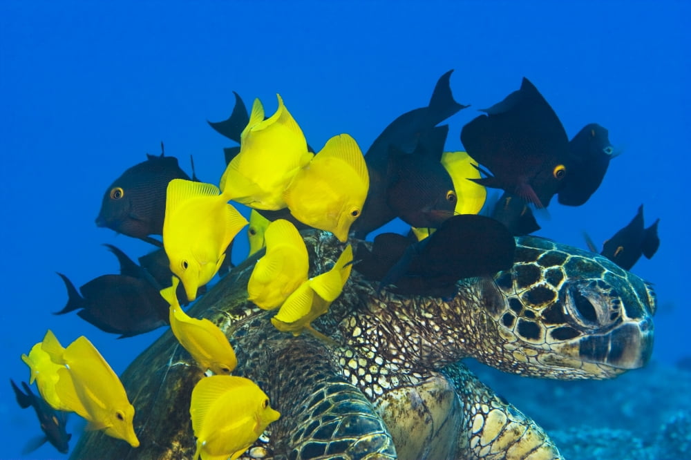 USA Goldring Surgeonfish and Yellow Tangs cleaning algae from shell of Green Sea Turtle (Chelonia Mydas) endangered species Hawaii Canvas Art - Dave Fleetham Design Pics (34 x 22)