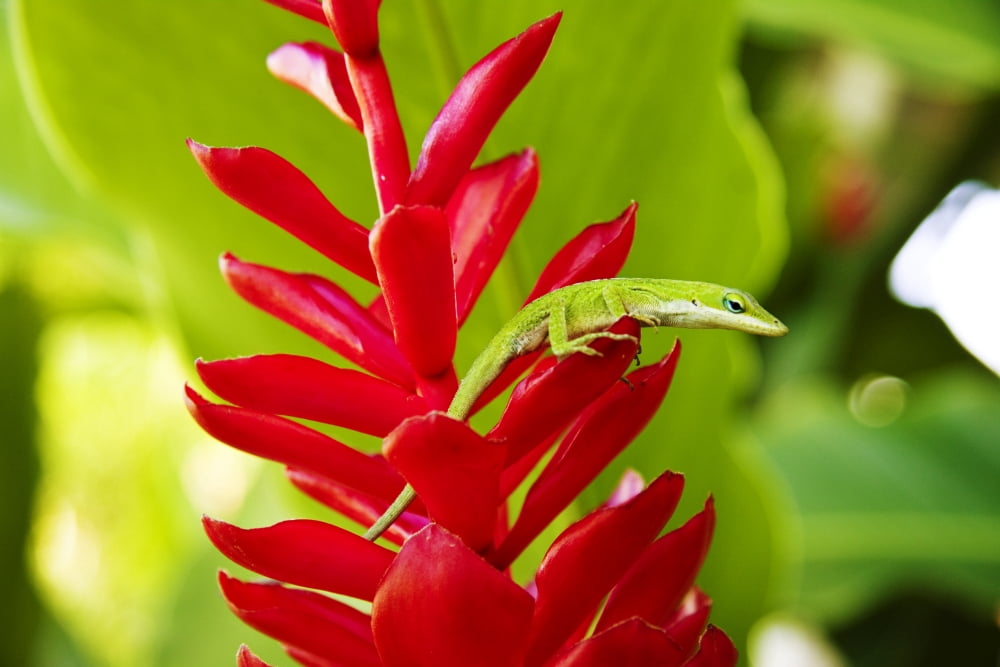 USA Green Anole Lizard On Red Ginger Plant Hawaii Islands Canvas Art - Dave Fleetham Design Pics (36 x 24)