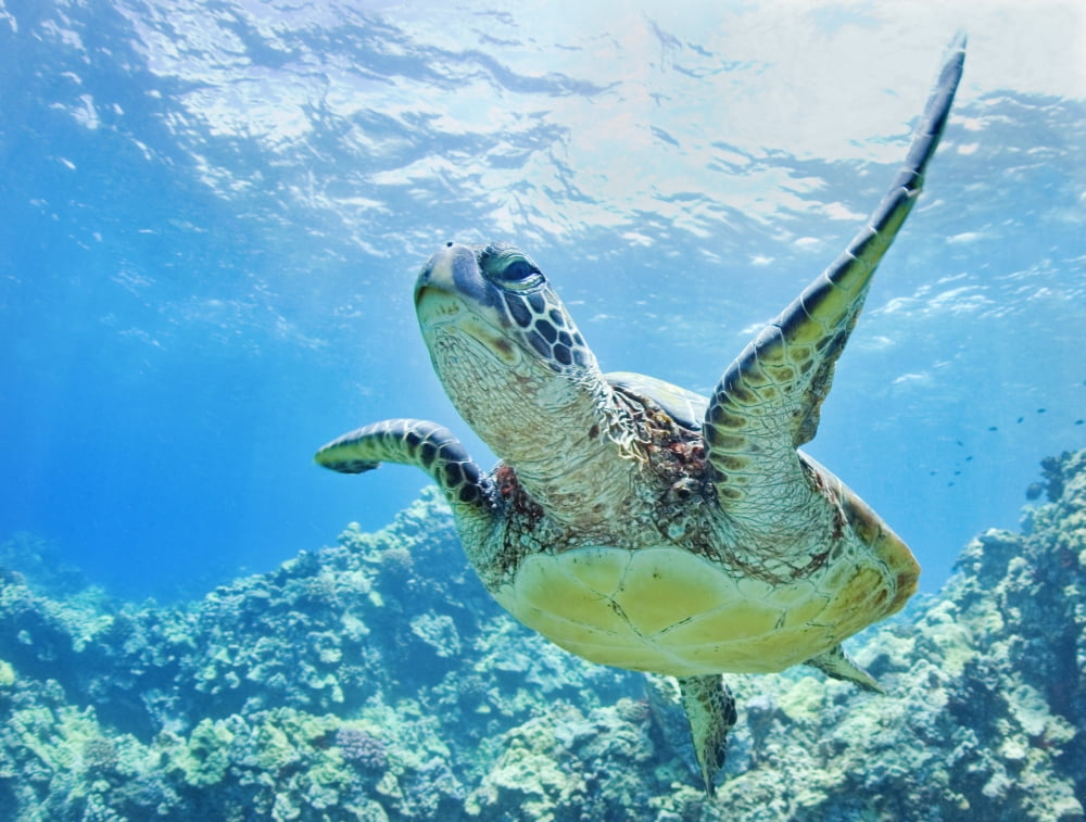 USA Green Sea Turtle (Chelonia Mydas) An Endangered Species Hawaii Canvas Art - M Swiet Productions Design Pics (34 x 26)