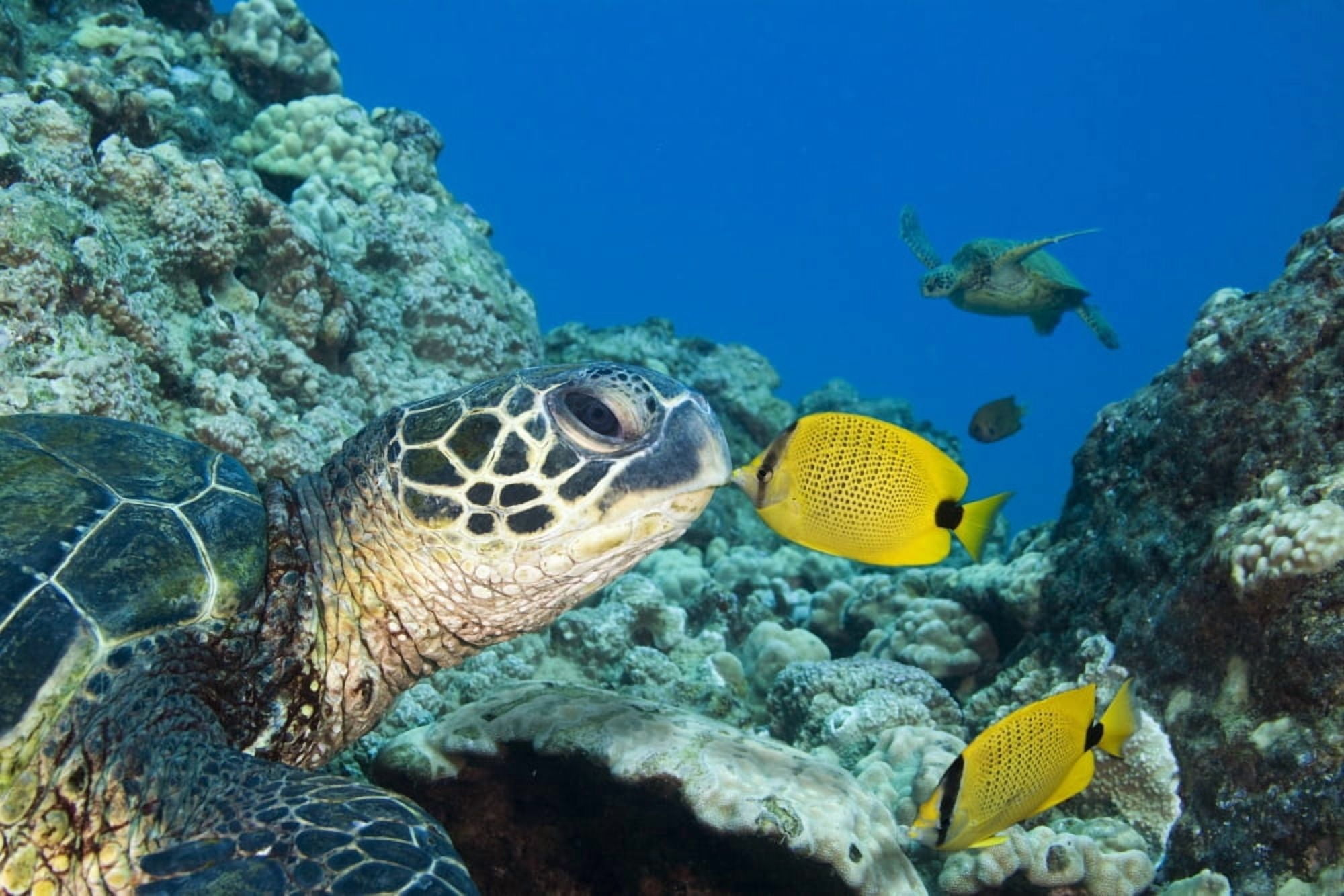 USA Green Sea Turtle (Chelonia Mydas) Endangered Species And Butterfly Fish Hawaii Islands Canvas Art - Dave Fleetham Design Pics (18 x 12)
