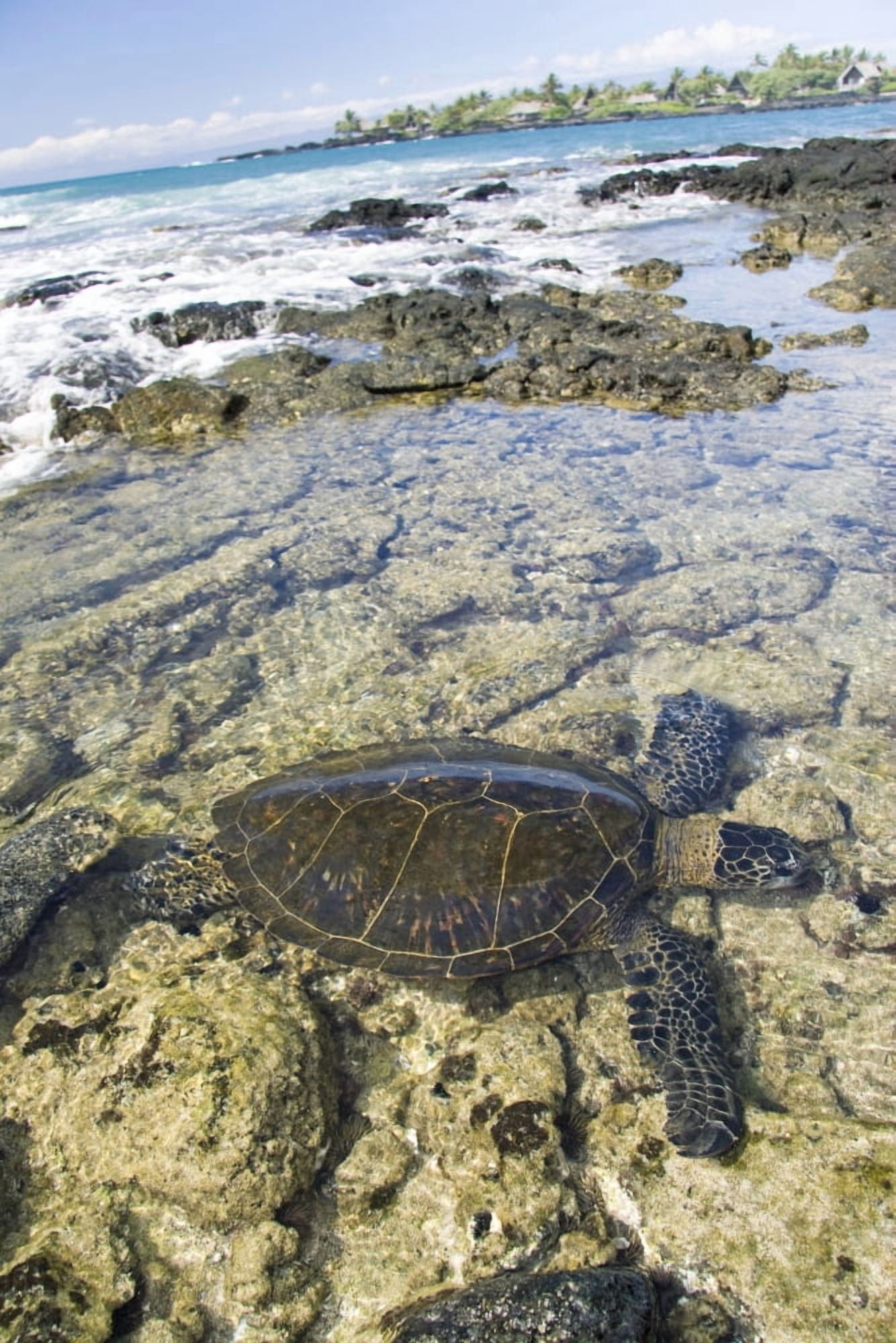 USA Green Sea Turtle (Chelonia Mydas) Endangered Species Hawaii Islands Canvas Art - Dave Fleetham Design Pics (11 x 17)