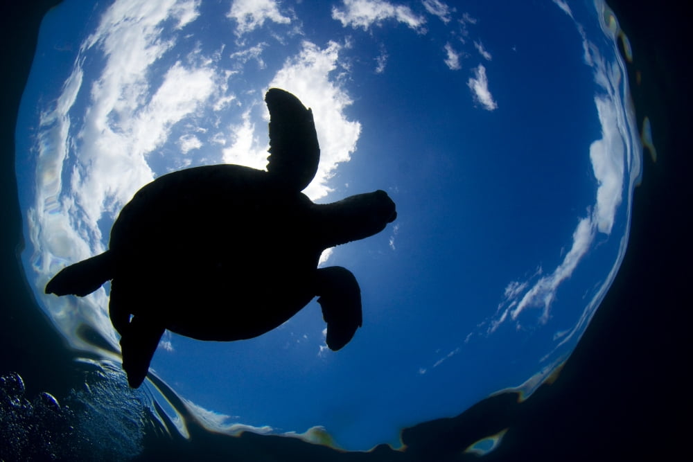 USA Green Sea Turtle (Chelonia Mydas) Endangered Species Hawaii Islands Canvas Art - Dave Fleetham Design Pics (17 x 11)