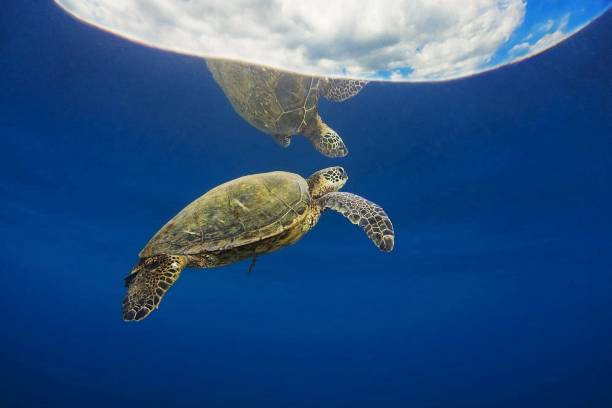 USA Green Sea Turtle (Chelonia Mydas) Endangered Species Hawaii Islands Canvas Art - Dave Fleetham Design Pics (17 x 11)