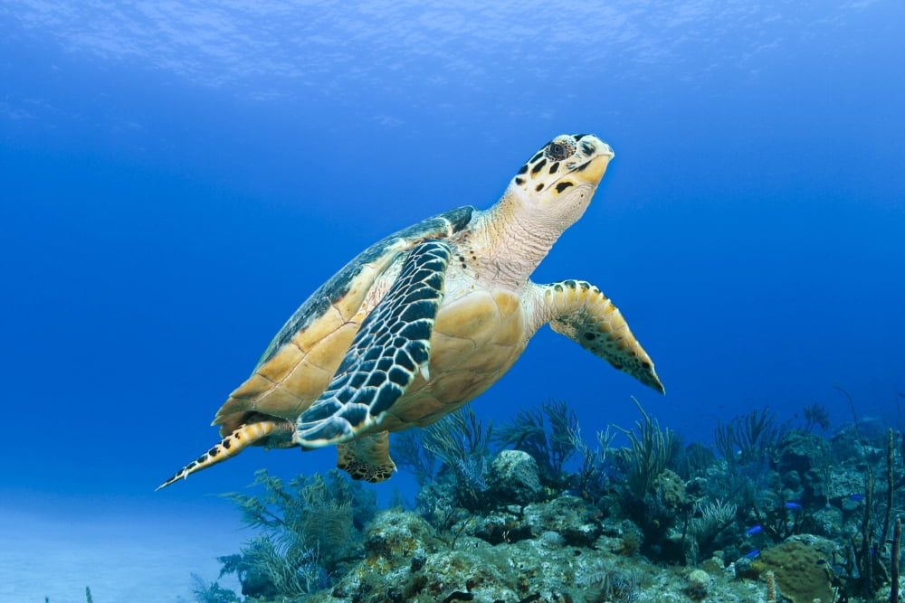 USA Green Sea Turtle (Chelonia Mydas) Endangered Species Hawaii Islands Canvas Art - Dave Fleetham Design Pics (18 x 12)
