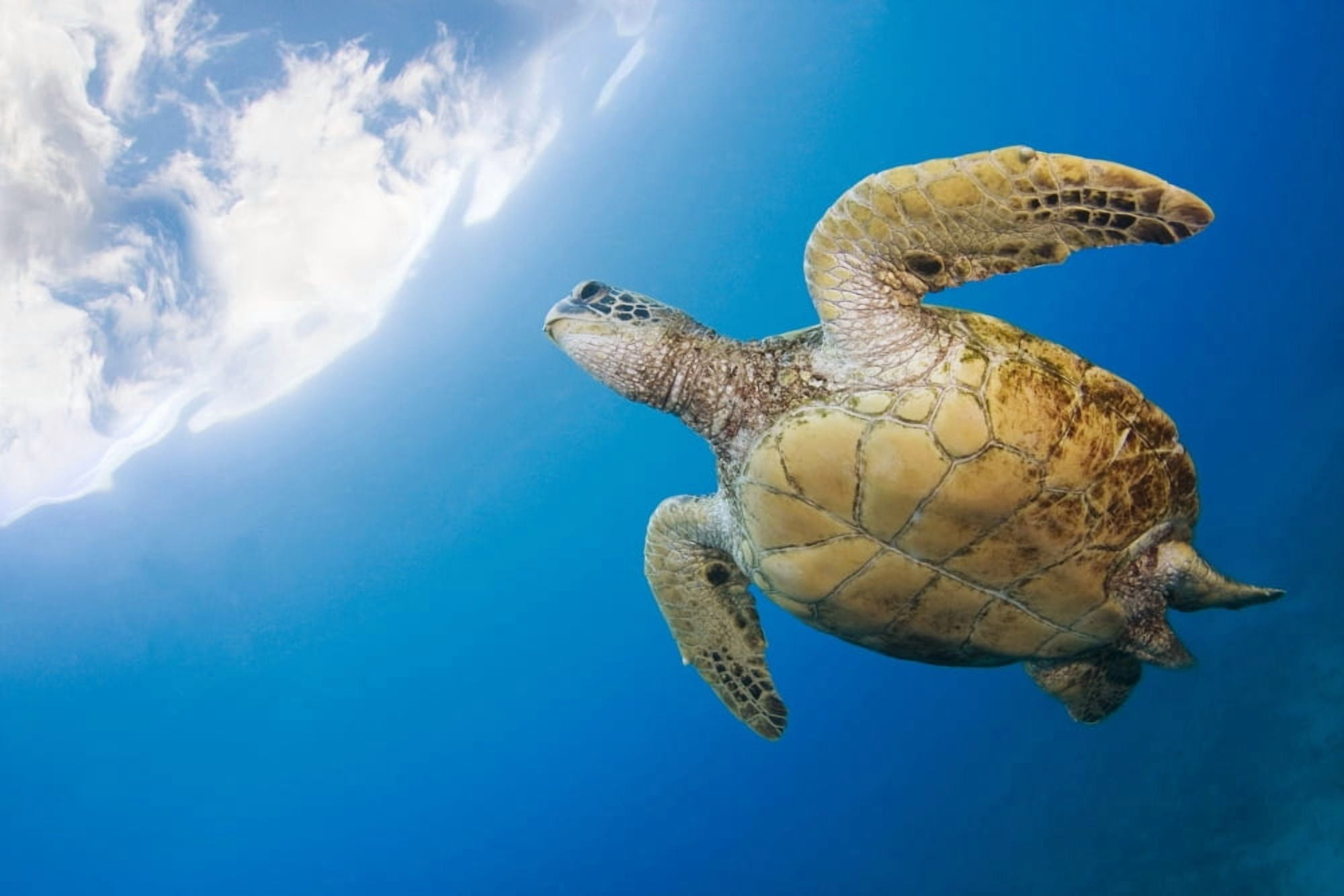 USA Green Sea Turtle (Chelonia Mydas) Endangered Species Hawaii Islands Canvas Art - Dave Fleetham Design Pics (34 x 22)