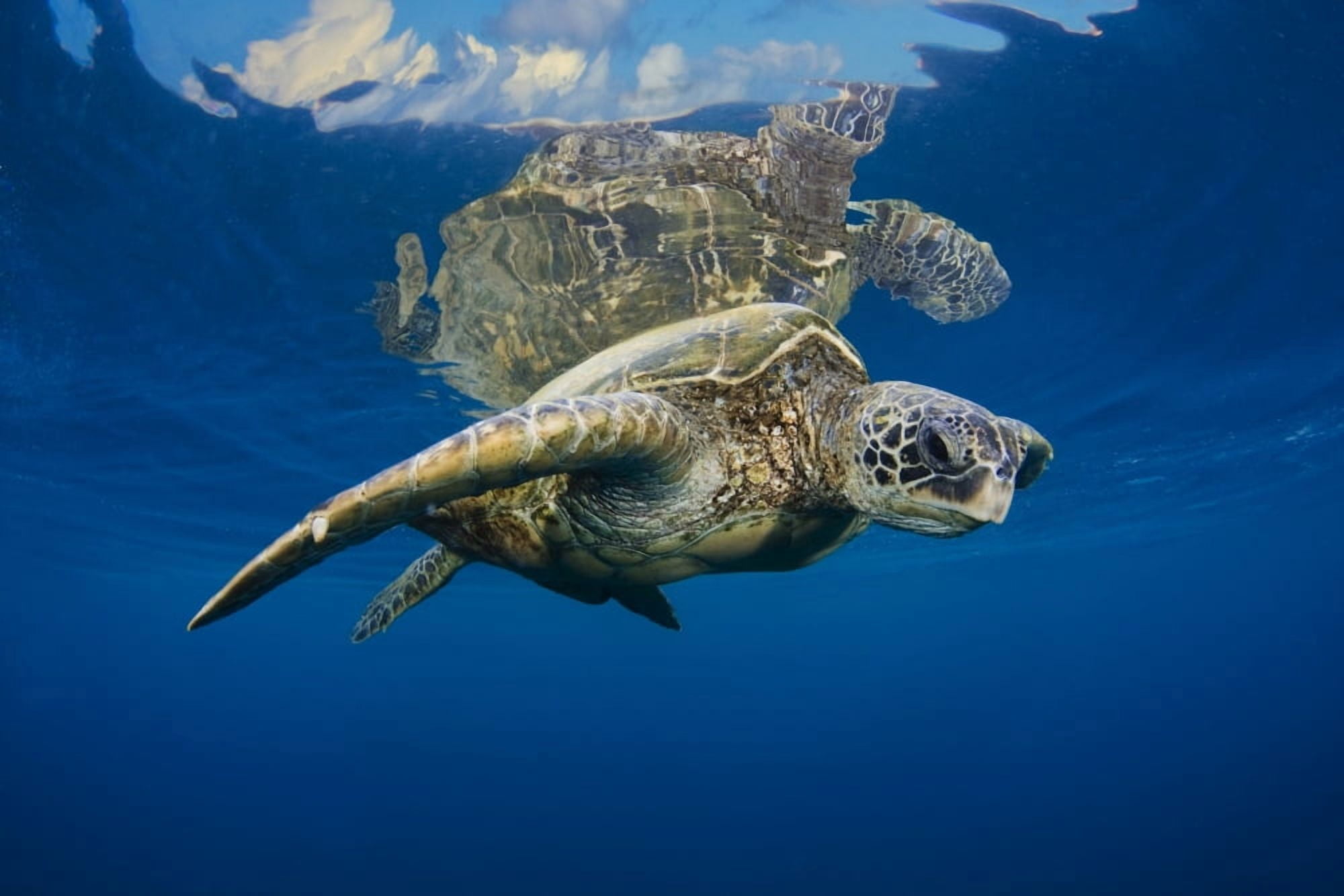USA Green Sea Turtle (Chelonia Mydas) Endangered Species Hawaii Islands Canvas Art - Dave Fleetham Design Pics (34 x 22)