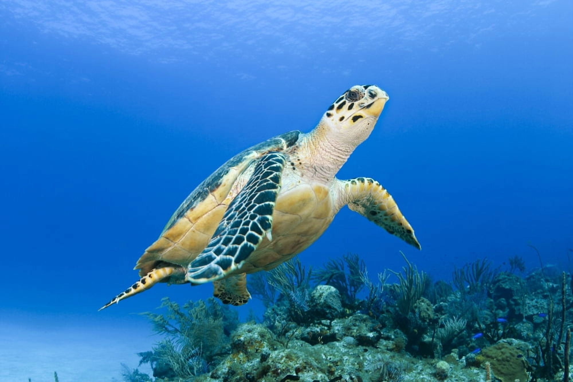 USA Green Sea Turtle (Chelonia Mydas) Endangered Species Hawaii Islands Canvas Art - Dave Fleetham Design Pics (36 x 24)