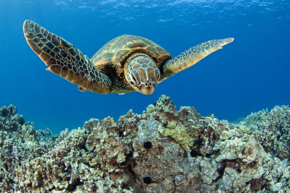 USA Green Sea Turtle (Chelonia Mydas) Hawaii Canvas Art - Dave Fleetham Design Pics (17 x 11)