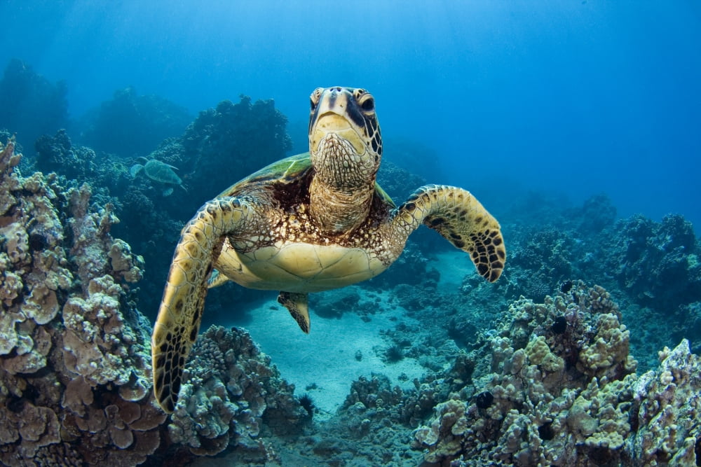 USA Green Sea Turtle (Chelonia Mydas) Hawaii Canvas Art - Dave Fleetham Design Pics (17 x 11)
