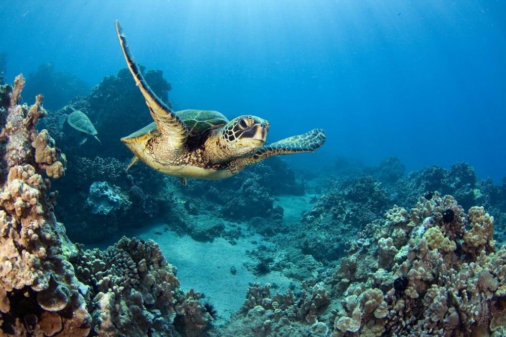USA Green Sea Turtle (Chelonia Mydas) Hawaii Canvas Art - Dave Fleetham Design Pics (17 x 11)